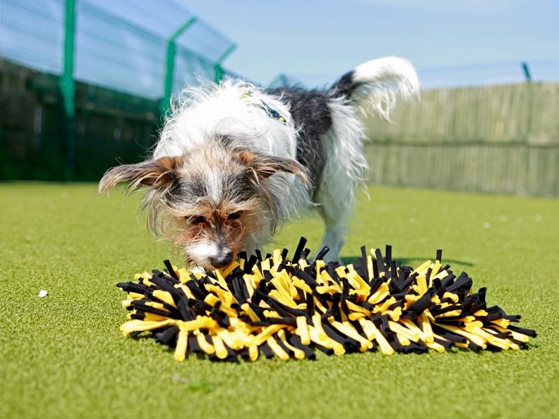 Dogs trust best sale xmas catalogue